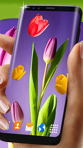 Tulipas  - baixar grátis papel de parede animado Flores para Android.