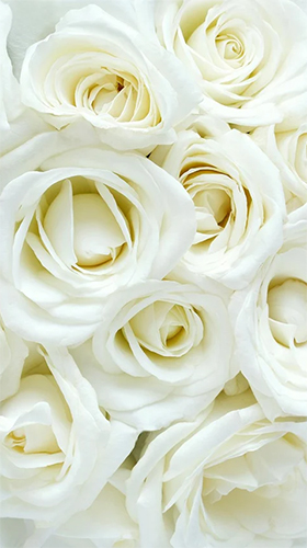 Rosa Branca  - baixar grátis papel de parede animado Flores para Android.
