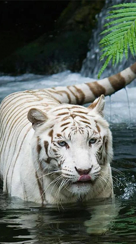 Tigre branco  - baixar grátis papel de parede animado Animais para Android.