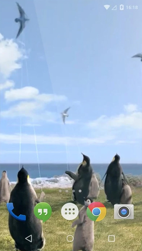 Baixar Pinguim ártico  - papel de parede animado gratuito para Android para desktop. 