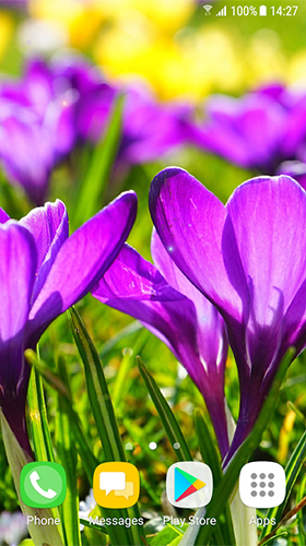 Baixar Lindas flores da primavera  - papel de parede animado gratuito para Android para desktop. 