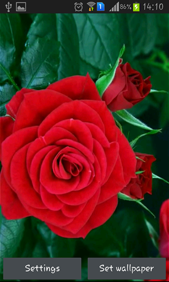 Rosa vermelha florescendo - baixar grátis papel de parede animado Flores para Android.
