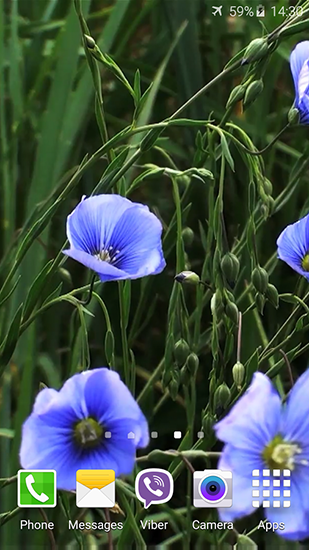 Flores azuis - baixar grátis papel de parede animado Plantas para Android.