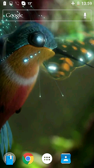 Beija flor - baixar grátis papel de parede animado Fantasia para Android.