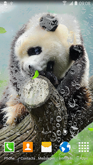 Panda bonito - baixar grátis papel de parede animado Interativo para Android.
