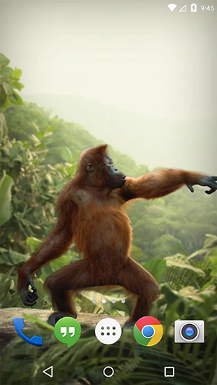 Macaco que dança - baixar grátis papel de parede animado para Android 4.4.2.