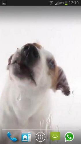 Cachorro lambe a tela - baixar grátis papel de parede animado Animais para Android.