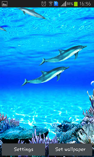 Sons dos golfinhos - baixar grátis papel de parede animado Animais para Android.