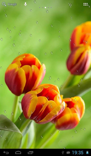 Gotas em tulipas - baixar grátis papel de parede animado Flores para Android.