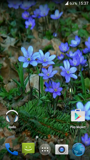 Flores da floresta - baixar grátis papel de parede animado para Android 2.3.4.