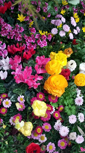 Baixar Flores de jardim  - papel de parede animado gratuito para Android para desktop. 