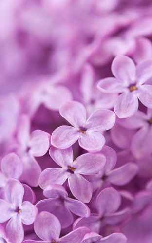 Flores lilás - baixar grátis papel de parede animado para Android.