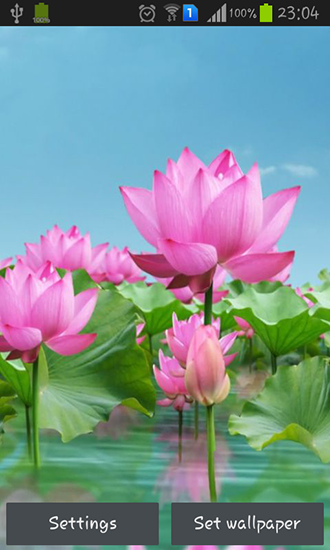 Lagoa de Lotus - baixar grátis papel de parede animado Flores para Android.