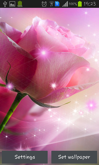 Rosas cor de rosa - baixar grátis papel de parede animado Flores para Android.