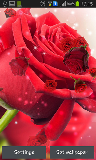 Rosa vermelha - baixar grátis papel de parede animado Flores para Android.