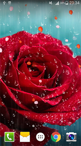 Baixar Rosa: Pingo de chuva  - papel de parede animado gratuito para Android para desktop. 