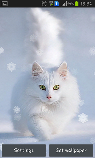 Gatos de neve - baixar grátis papel de parede animado Animais para Android.