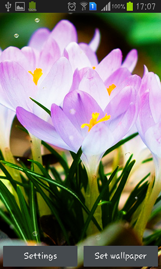 Flores da Primavera: Chuva - baixar grátis papel de parede animado Flores para Android.