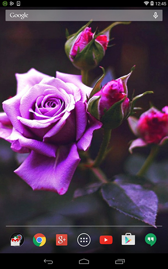 Rosa violeta - baixar grátis papel de parede animado Flores para Android.