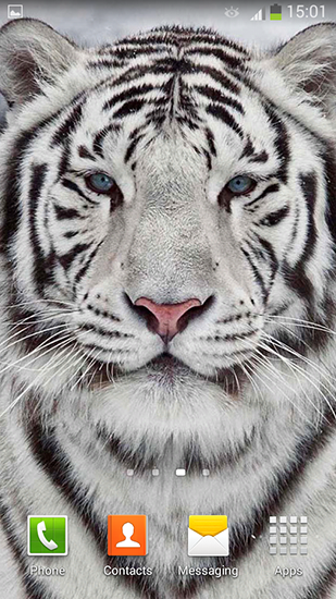 Tigre branco - baixar grátis papel de parede animado Animais para Android.