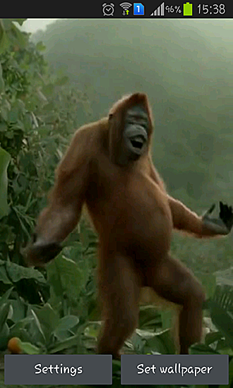 Dança selvagem do macaco louco - baixar grátis papel de parede animado para Android 4.2.