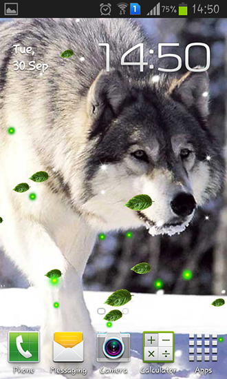 Mistério de lobos  - baixar grátis papel de parede animado Animais para Android.