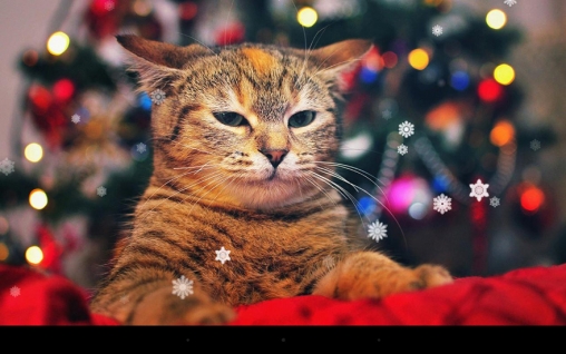 Gato de Natal - baixar grátis papel de parede animado Interativo para Android.