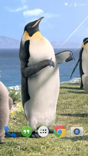 Captura de tela do Pinguim ártico  em telefone celular ou tablet.