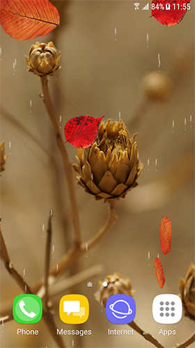 Captura de tela do Outono e flores de inverno  em telefone celular ou tablet.