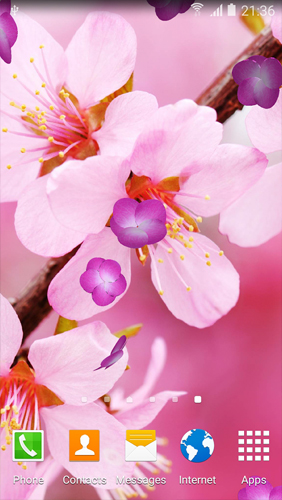 Captura de tela do Flor de cerejeira  em telefone celular ou tablet.