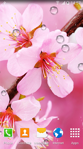 Captura de tela do Cereja em flor  em telefone celular ou tablet.