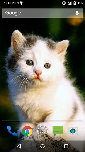 Captura de tela do Gato fofo  em telefone celular ou tablet.