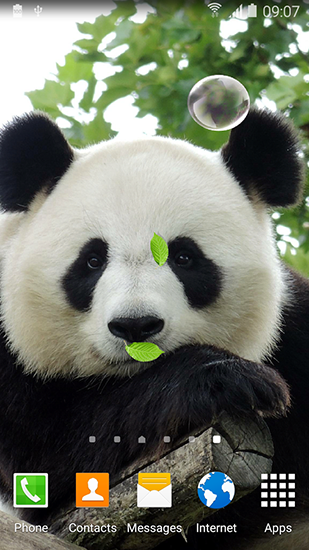 Baixar Panda bonito - papel de parede animado gratuito para Android para desktop. 