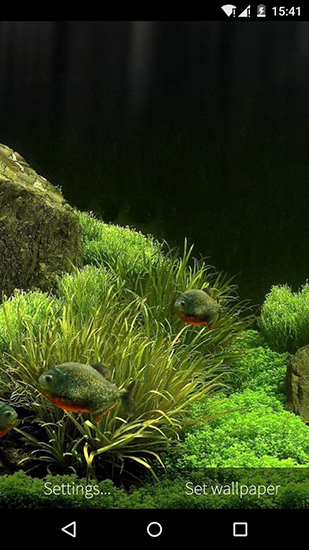 Baixar Aquário de peixes 3D - papel de parede animado gratuito para Android para desktop. 
