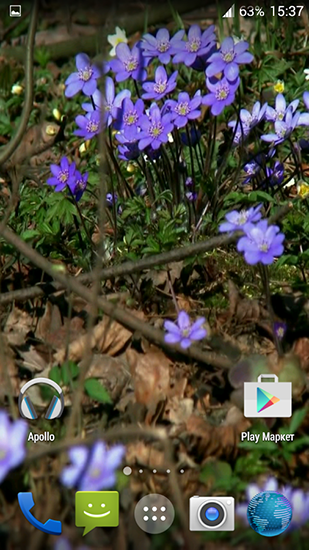 Baixar Flores da floresta - papel de parede animado gratuito para Android para desktop. 