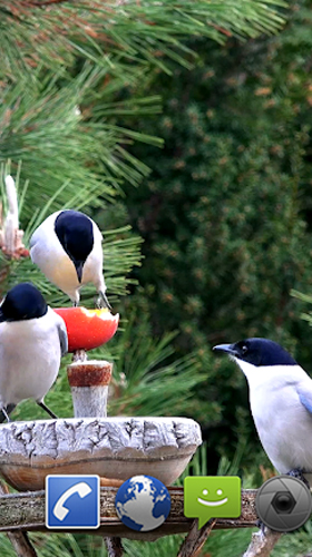 Captura de tela do Pássaros de jardim  em telefone celular ou tablet.