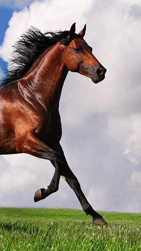 Captura de tela do Cavalo  em telefone celular ou tablet.