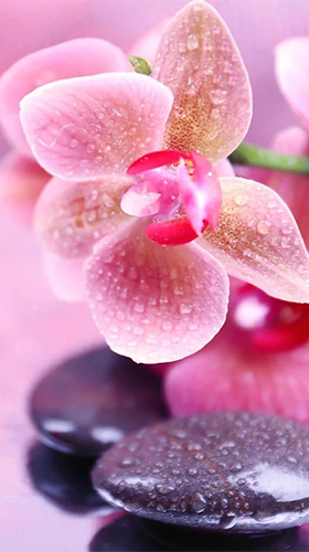 Captura de tela do Orquídea  em telefone celular ou tablet.
