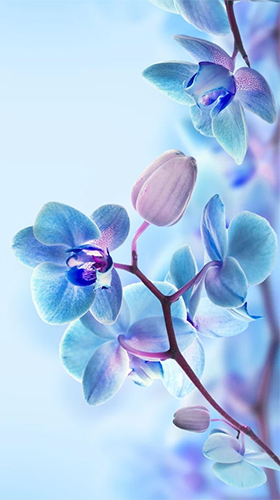 Captura de tela do Orquídea  em telefone celular ou tablet.