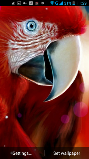 Captura de tela do Papagaio  em telefone celular ou tablet.