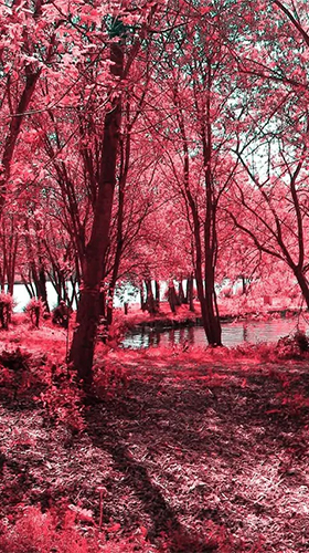 Captura de tela do Floresta rosa  em telefone celular ou tablet.