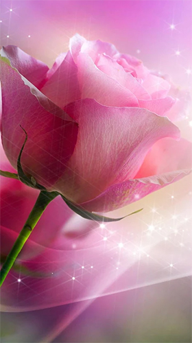 Captura de tela do Rosa rosa  em telefone celular ou tablet.