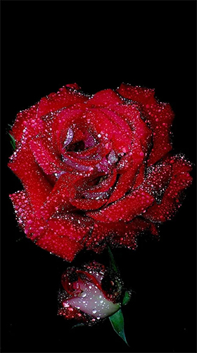 Captura de tela do Rosa vermelha  em telefone celular ou tablet.
