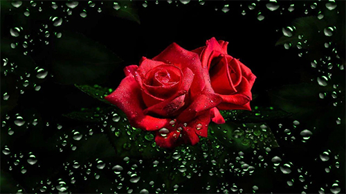Captura de tela do Orvalho das rosas  em telefone celular ou tablet.