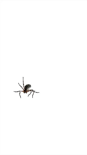 Captura de tela do Aranha  em telefone celular ou tablet.