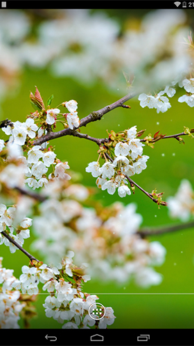 Captura de tela do Flores da primavera  em telefone celular ou tablet.