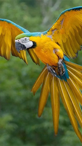 Captura de tela do Papagaio falante  em telefone celular ou tablet.