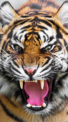 Captura de tela do Tigre  em telefone celular ou tablet.