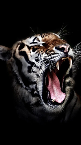 Captura de tela do Tigres  em telefone celular ou tablet.