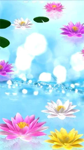 Captura de tela do Lírio d'água  em telefone celular ou tablet.